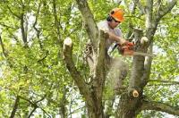 Artistic Tree Services image 2